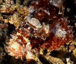 Scorpion Fish close uo. Sony P350 by Marylin Batt 
